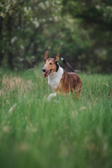  dog Smooth Collie in nature