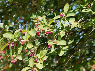 Arbuste ornemental et fruitier l'amélanchier à feuilles ovales portant des baies comestibles rouges immatures devenant noir bleuté et comestible