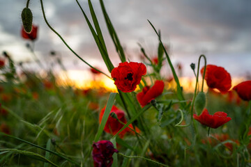 Zachód słońca na polach makowych