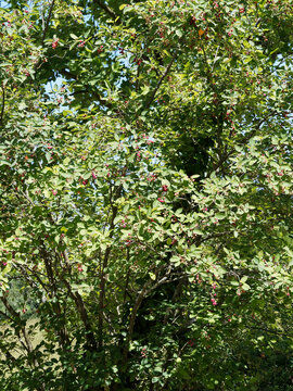 Amelanchier ovalis ou rotundifolia | Am&eacute;lanchier &agrave; feuilles ovales. Petit arbustre &agrave; couronne ovo&iuml;de, rameaux gris&acirc;tre portant des grappes de petites baies rouge&acirc;tres immatures