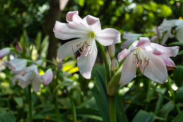 Fototapeta premium Flores Blancas
