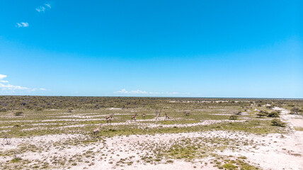 Aerial shot over savannah safari in Africa with giraffe and animals - Fliying over the Etosha National Park in Africa