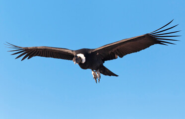 Condor flying patagonia vulture