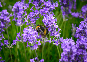 Bee on flower