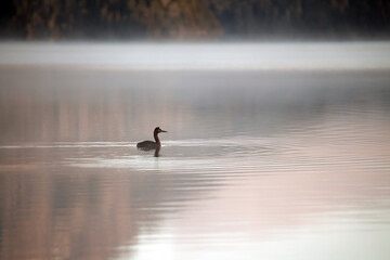 duck on the lake