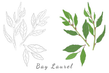 Hand Drawn Pictures of Laurel or Bay Tree Twigs