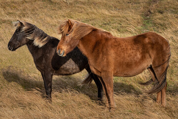 Icelandic horses