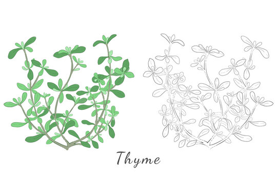 Hand Drawn Pictures of Thyme or Thymus Vulgaris