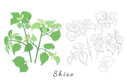 Hand Drawn Pictures of Shiso or Perilla Mint