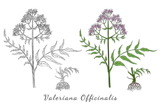 Two Hand Drawn Branches of Valerian with Roots