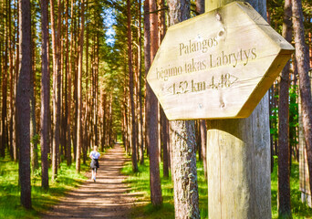 Woman runner run on famous running trail in pine forest in Palanga holiday summer resort.
