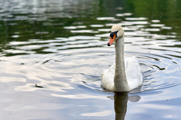 Fototapeta premium A white swan with a long neck and a red beak floats on the water