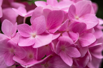 Fototapeta na wymiar close up of pink hydrangea flower