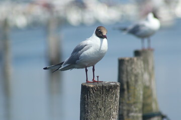 black headed gull