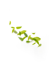 Random flying in the air green mint leaves isolated on white background. Minimalistic summer concept.