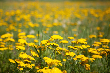 wild yellow flowers on the field