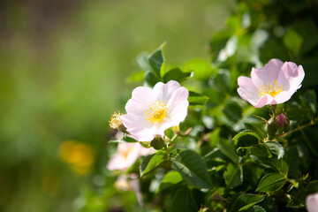 rosehip flower on the field