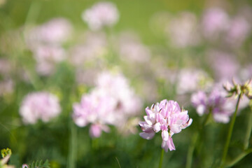 clover flowers on the field
