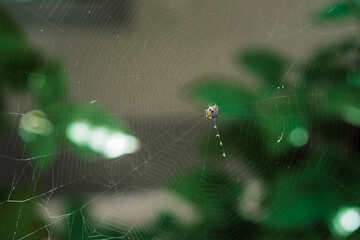 Close up photo of the spider on his web