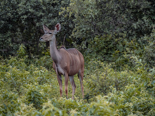 Safari in Africa
