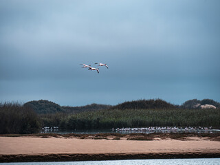 Footage of Desert of Namib, Namibia , Sossusvlei– Africa with flamingos