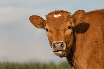 muzzle of a brown calf close-up against a gray sky