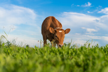 brown calf eating green grass, under the blue sky - obrazy, fototapety, plakaty