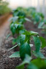 Close-up seedlings of tomatoes in the greenhouse
