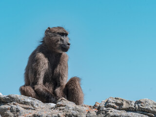 baboon in Africa