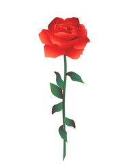 Blooming lovely red rose isolated on white background. One beautiful plant with green stem and leaves. Floral minimalist illustration.