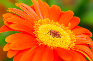 Closeup view of a gerbera flower, isolated on green background. Gerbera or Asteraceae with copy space available