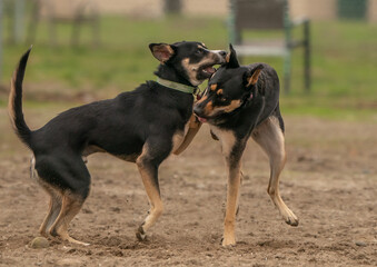 Dogs playing