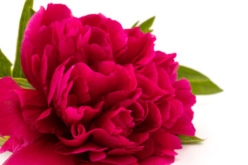 Beautiful red peony flower isolated on white background. Low key blooming peony picture for decoration. 