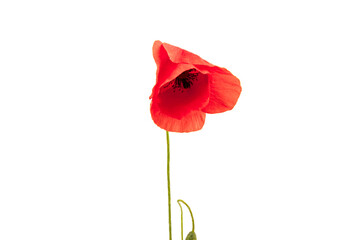 Red field poppies (Papaver rhoeas) isolated on white background