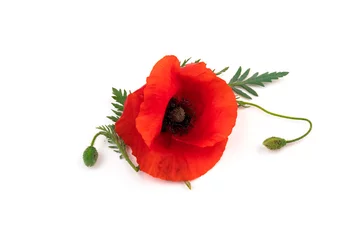 Poster Red field poppies (Papaver rhoeas) isolated on white background © Olga