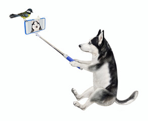 A dog husky with a smartphone is sitting and taking selfie. White background. Isolated. © iridi66