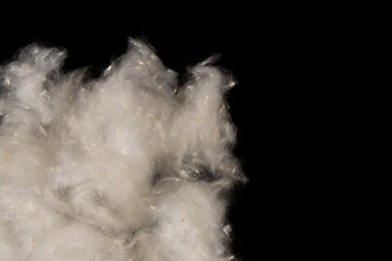 Fluff of poplar trees close-up. Allergy to poplar seeds.