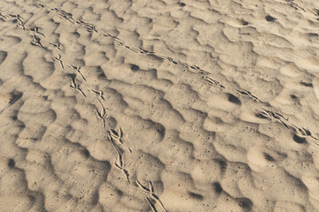 Roadrunner tracks in sand, at Mesquite Dunes, Death Valley, California. 
