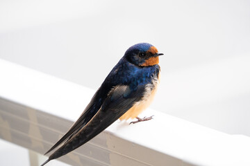 A barn swallow perched on a white porch railing
