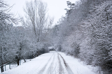 Fototapeta premium Snow-covered trees and a path in the winter forest