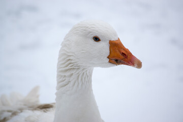Portrait of a domestic goose head in winter on snow photographed on a farm