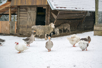 In winter, pets stand on a snow farm in front of a wooden house and a corral