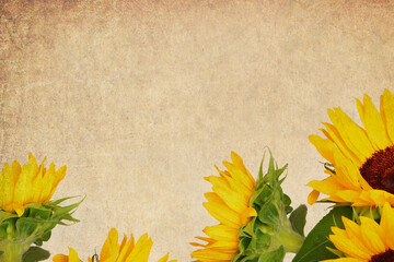 Decorative yellow sunflowers against old paper textured background. Macro