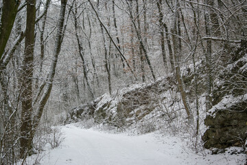 Snow-covered trees and a path in the winter forest