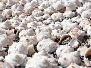 Lots of sea shells are laid out for decoration. Photo with radial blur. Closeup