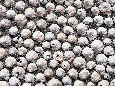 The pattern is made of a variety of marine rapans and small pebbles illuminated by the sun's rays. Background decor. Top view
