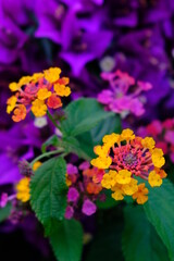 Obraz premium Lantana