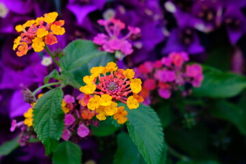 Lantana