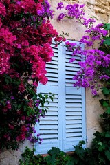 Fenêtre et bougainvilliers