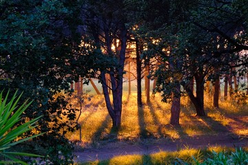 coucher de soleil dans les arbres